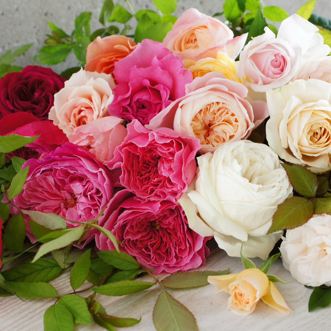 地元のばらを束ねる